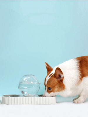 Why Every Pet Owner Needs the Plastic Pet Feeding Drinkers