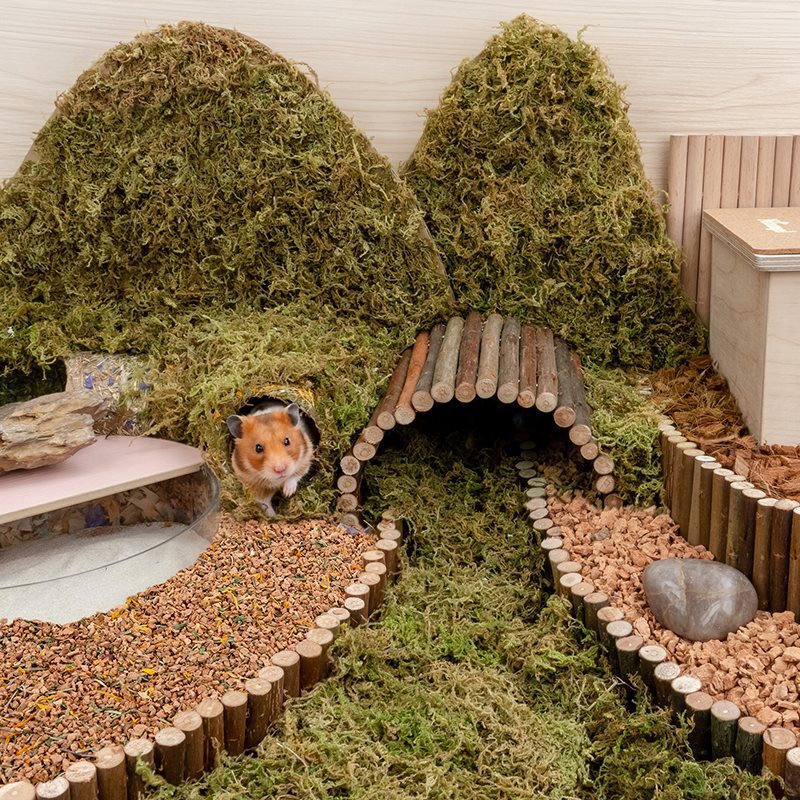 Oak Cork Hamster Cage Landscaping Supplies