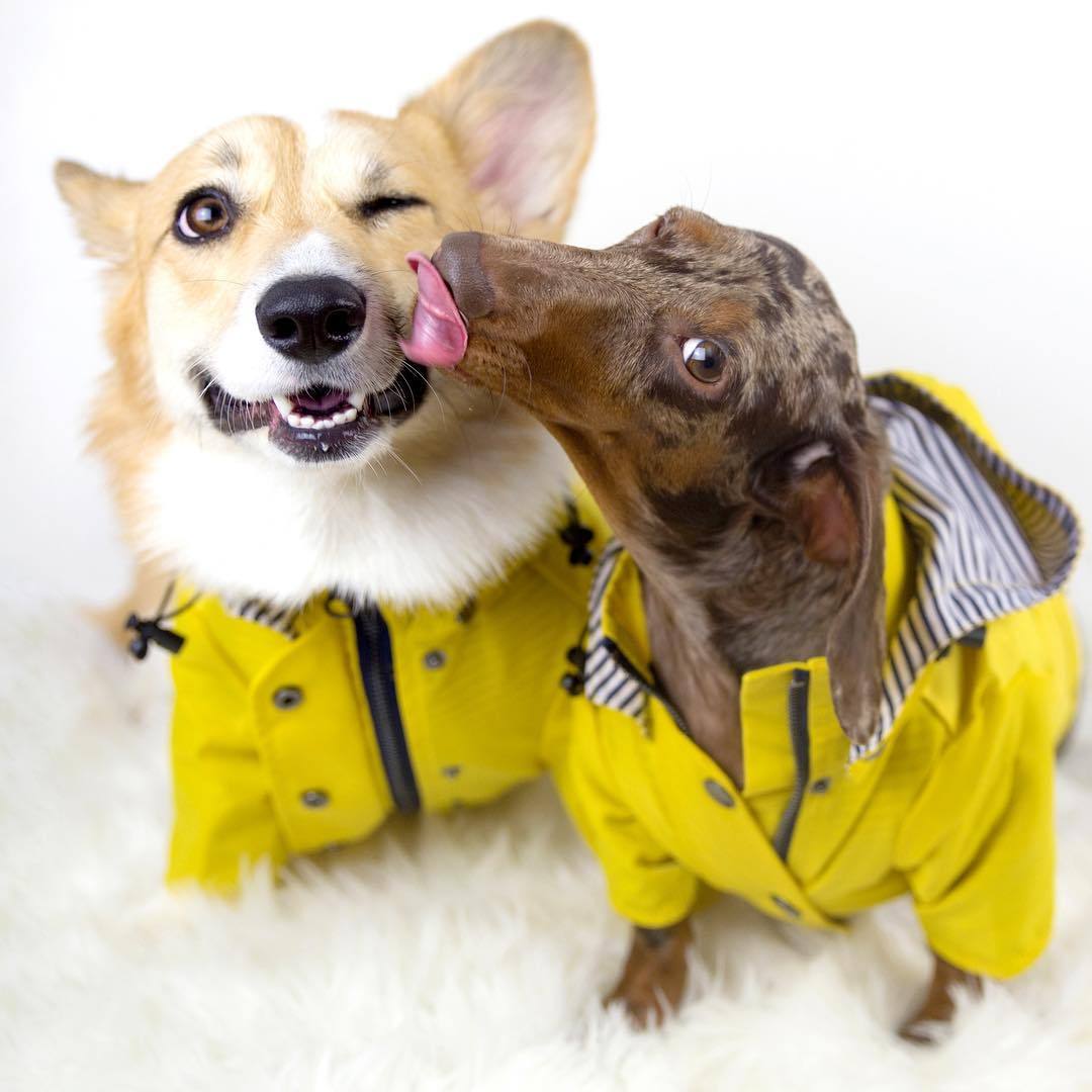 Dog Raincoat Pet Clothes