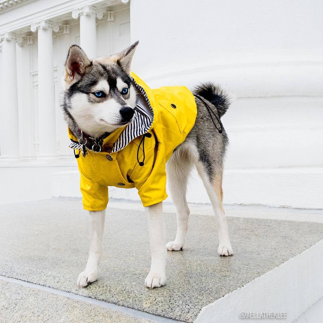 Dog Raincoat Pet Clothes